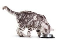 Миски для кошек Миски для кошек